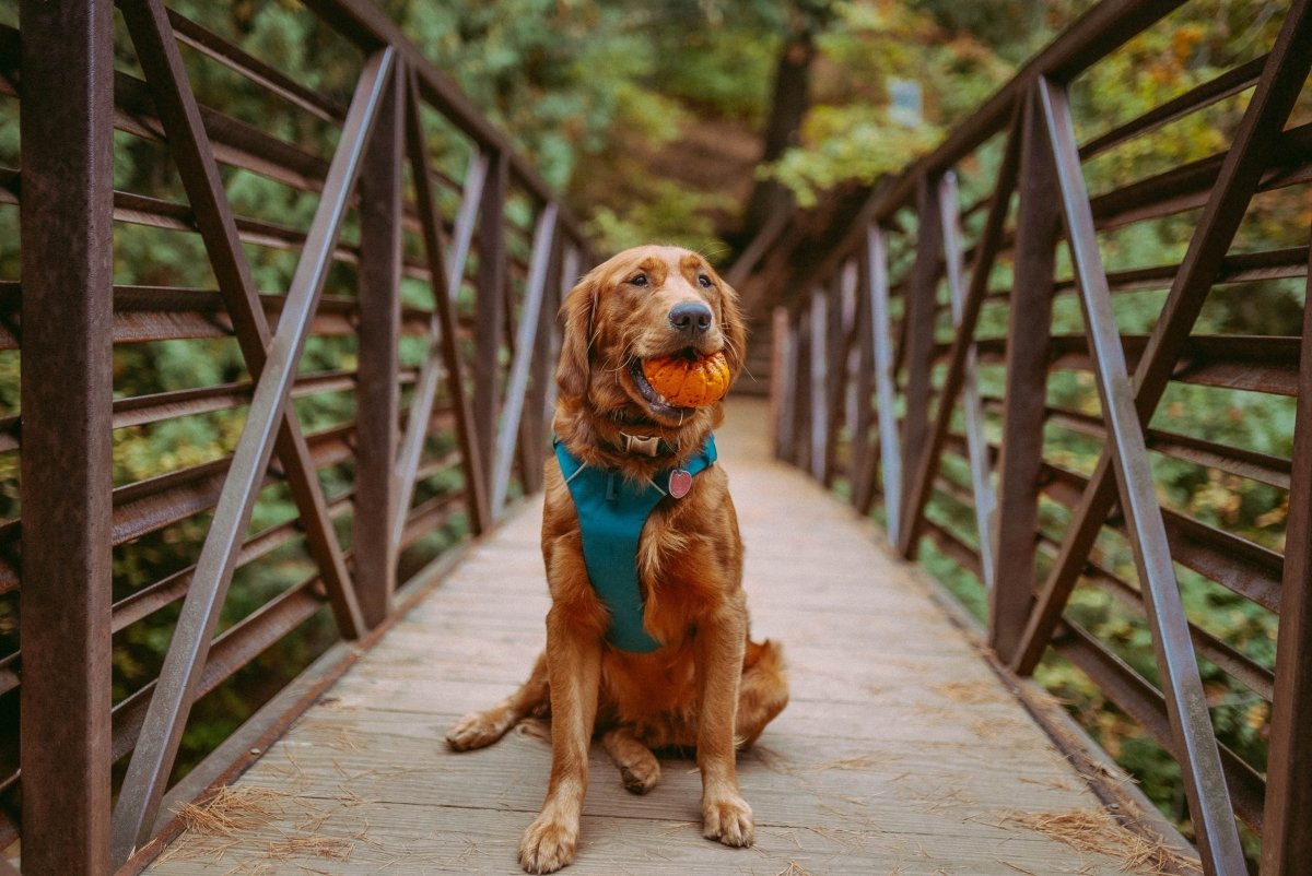 Attention Dog Parents: Why Squeaky Toys are a Game-Changing Necessity