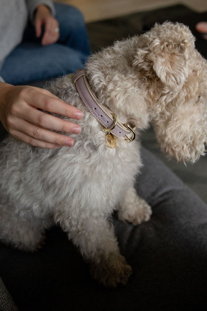 Chic and Couture: Premium Dog Collars That Elevate Your Pet's Style