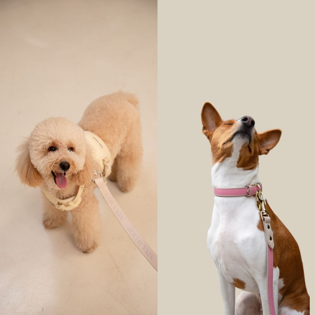 Decoding Pet Gear: Harness or Collar β The Ultimate Guide to Choosing Wisely