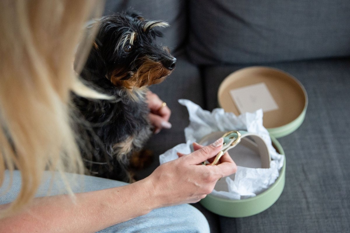 Curated visual reference: Fresh Look at Fashion Forward Eco Conscious Vegan Leather Dog Collars Dominating