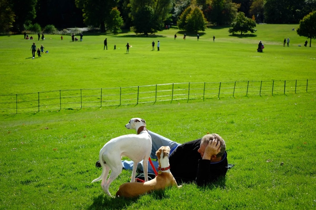 Mastering Dog Parks: Essential Hacks for Every Dog Owner