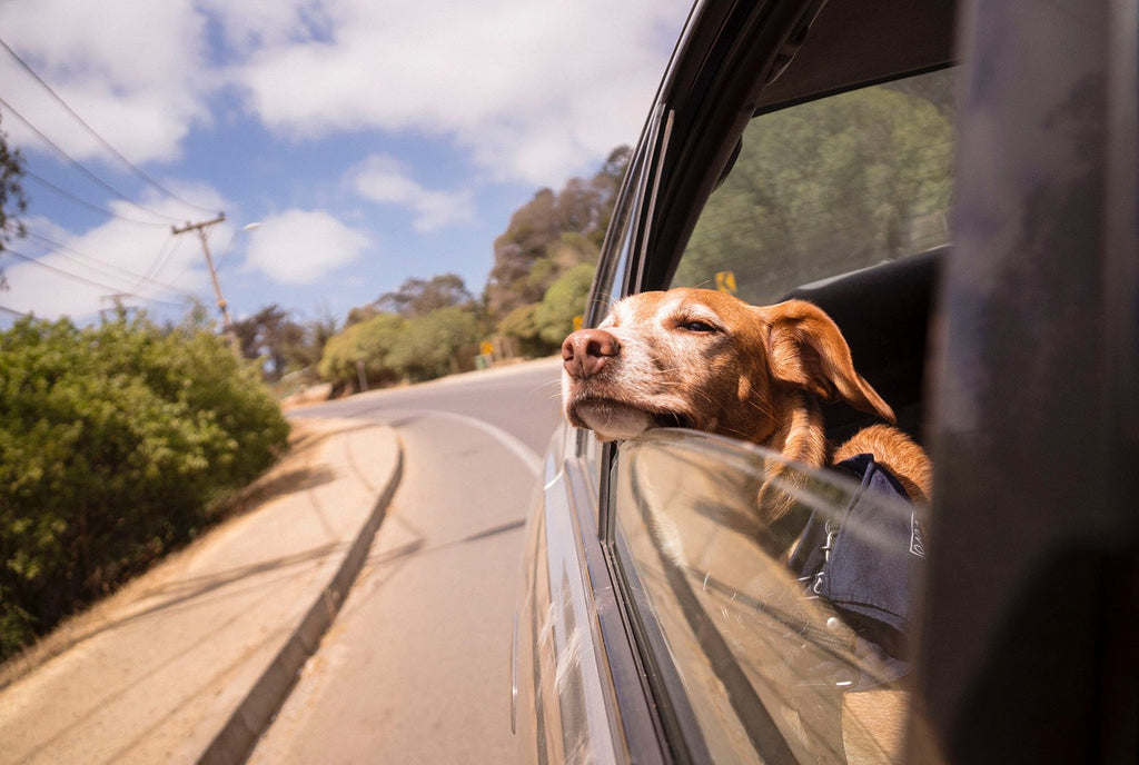 The Dog Travel Checklist: 10 Things to Pack When You Travel with Your Pet