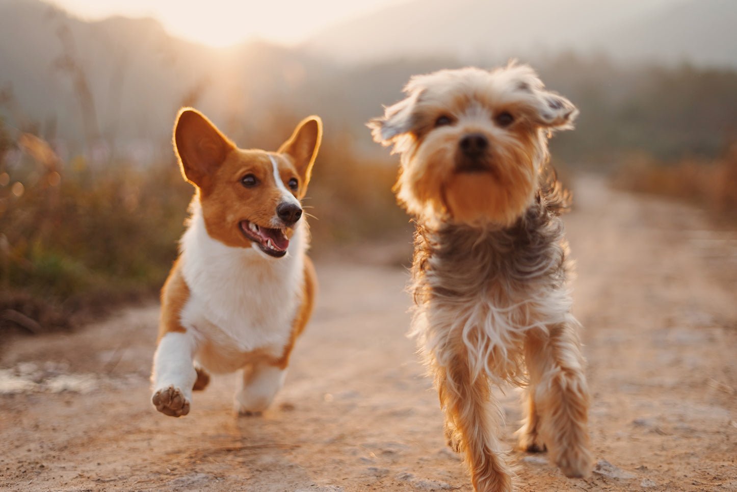 The Power of Socialization: How to Raise a Well-Adjusted and Happy Dog through Positive Social Interactions