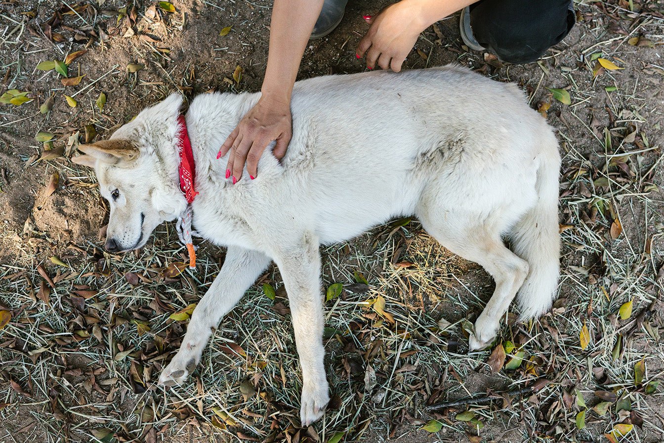 There’s a Lump on My Dog: What Should I Do?