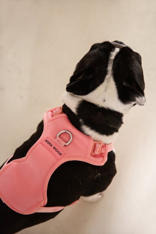 Unleash Pet Bliss: Discover Our Latest Dog Harness Designs!