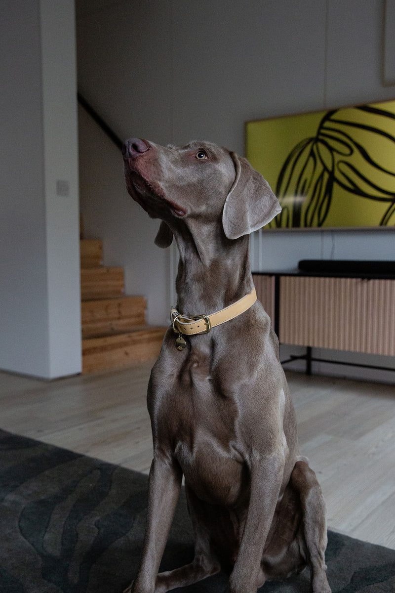 Copenhagen - 4ft Vegan Leather Dog Leash Nina Woof