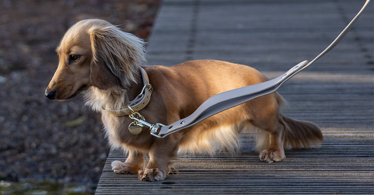 Nina Woof Rio Vegan Leather Dog Leash (4ft) Padded Luxury Dog Lead - Dog  Leash Large Dogs, Dog Leashes for Medium Dogs & Ideal Long Dog Leash and