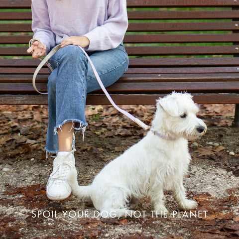 London - Vegan Leather Dog Collar - Nina Woof
