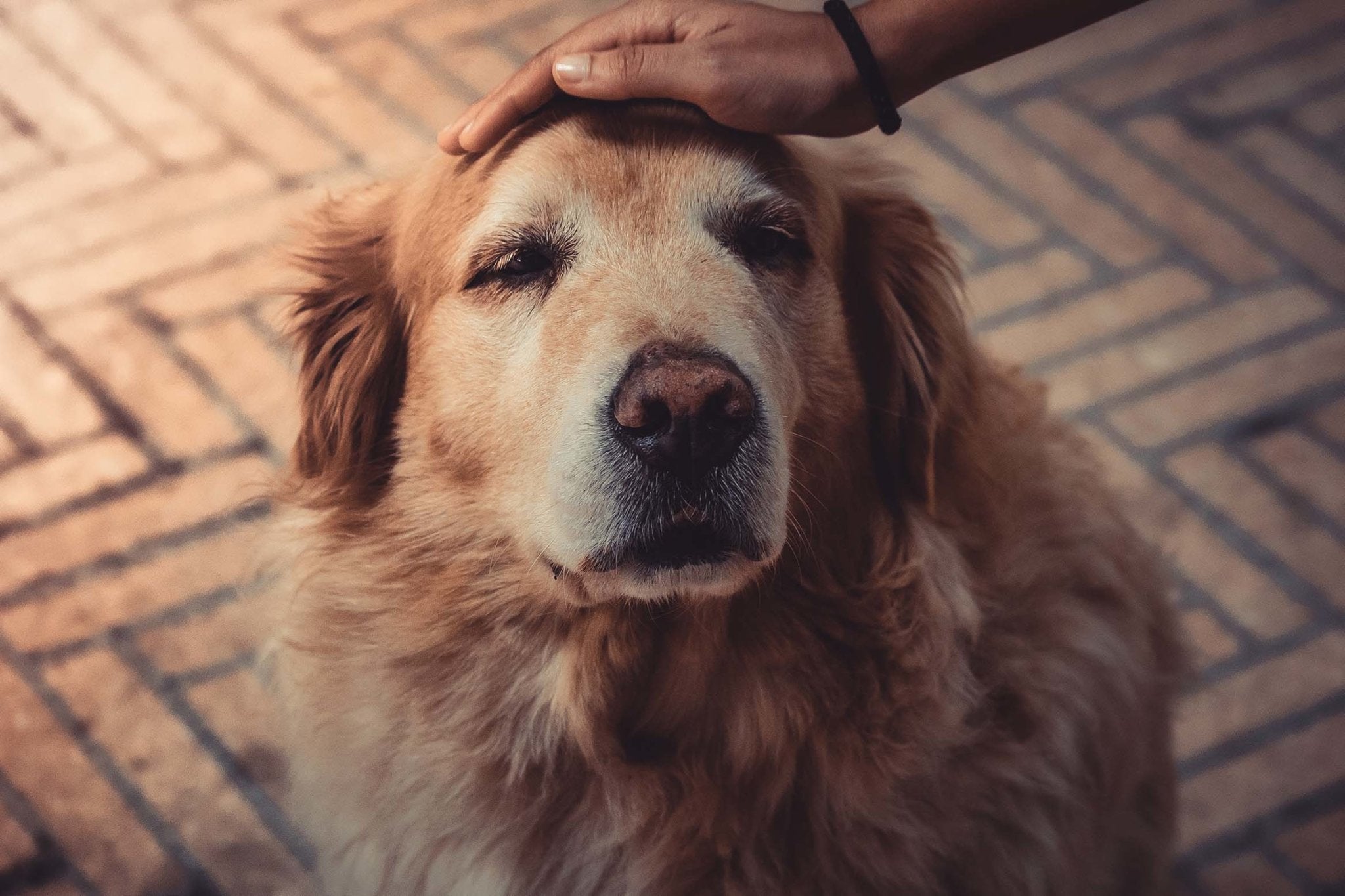 10 Ways to Make Life Better for Your Aging Dog