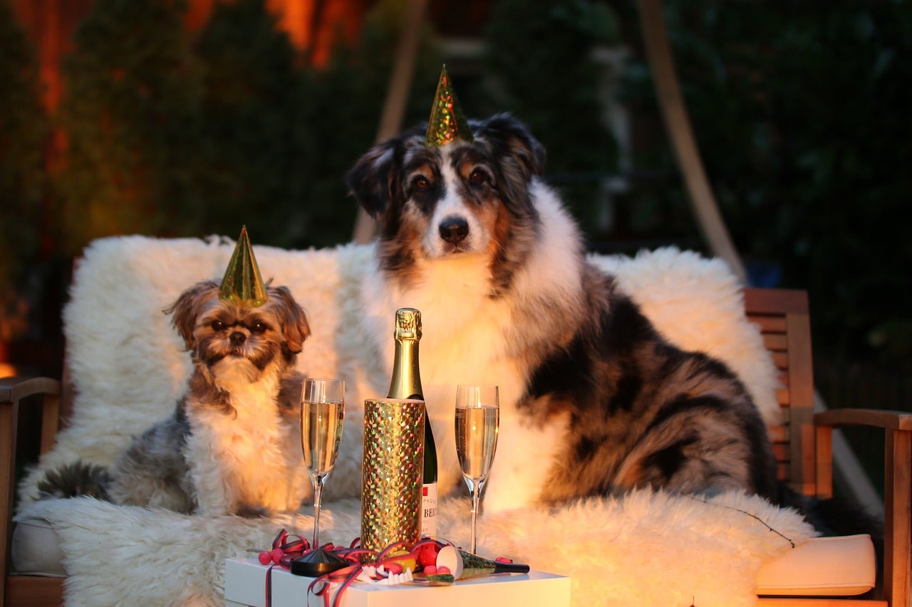 5 New Year's Resolutions for You and Your Dog