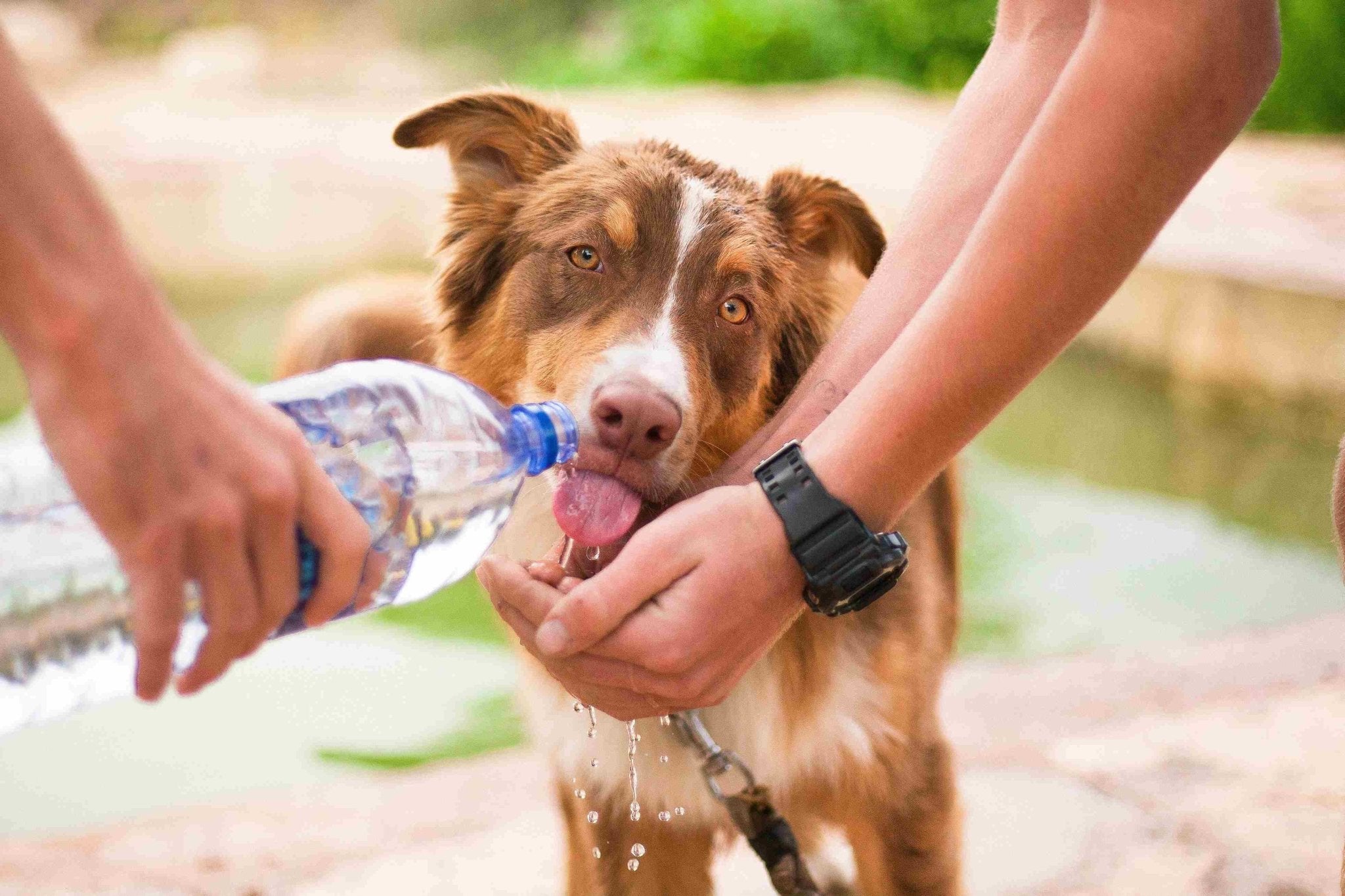 7 Ways to Prevent Heat Stroke in Dogs