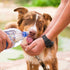 7 Ways to Prevent Heat Stroke in Dogs