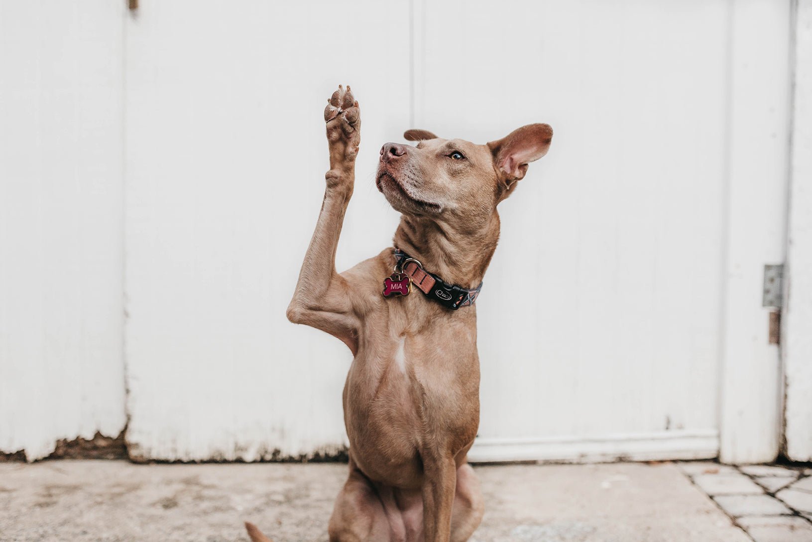 A Brief Guide to Canine Body Language: How to Understand Your Dog