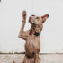 A Brief Guide to Canine Body Language: How to Understand Your Dog
