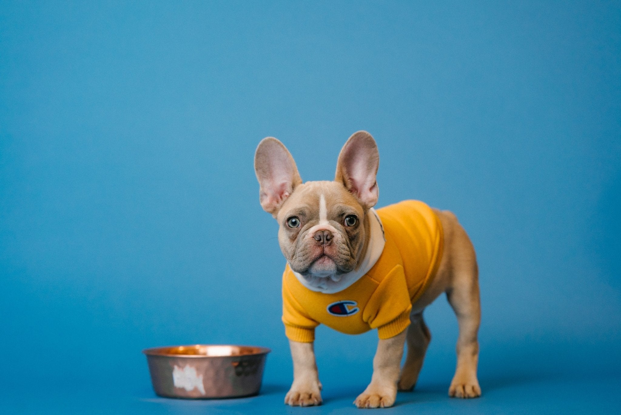 Choosing the Best Food for Your Dog: The Definitive Guide to Breed-Specific Nutrition
