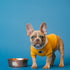 Choosing the Best Food for Your Dog: The Definitive Guide to Breed-Specific Nutrition