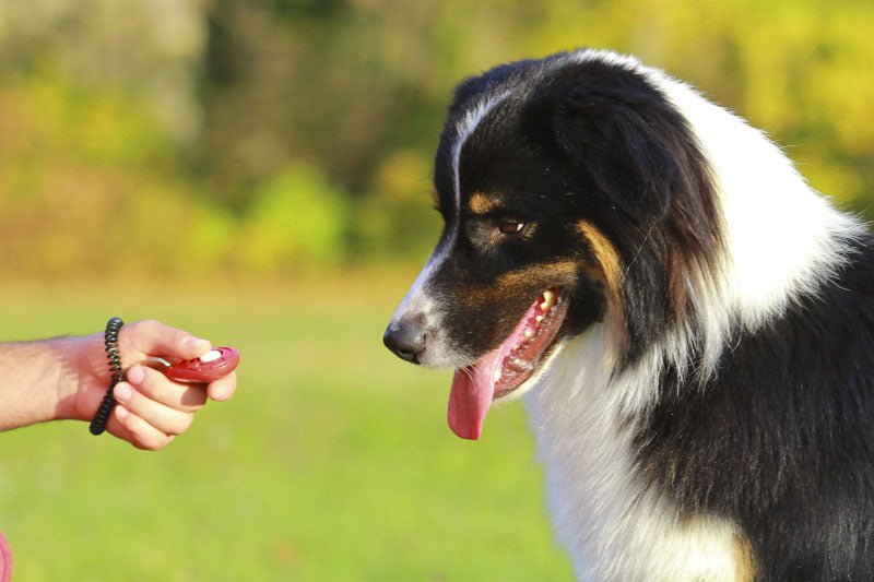 Clicker Training: An Introduction to Positive Reinforcement