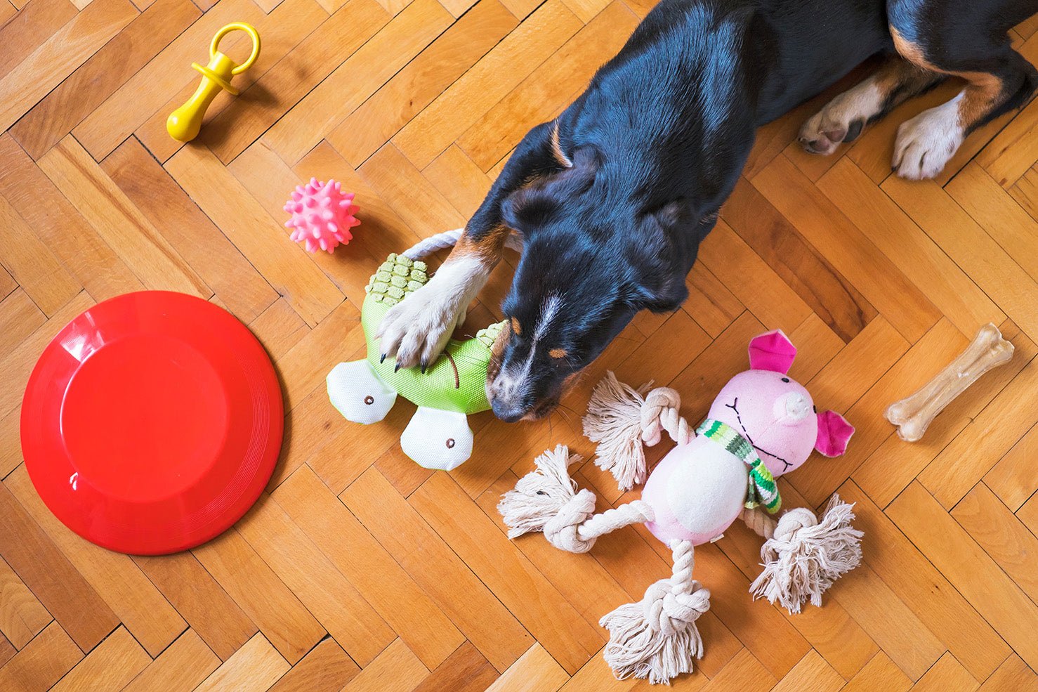 Discover the Perfect Toy for Your Dog