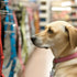 Dog Parent Dilemma: Collar or Harness? Deciding What's Best for Your Pup