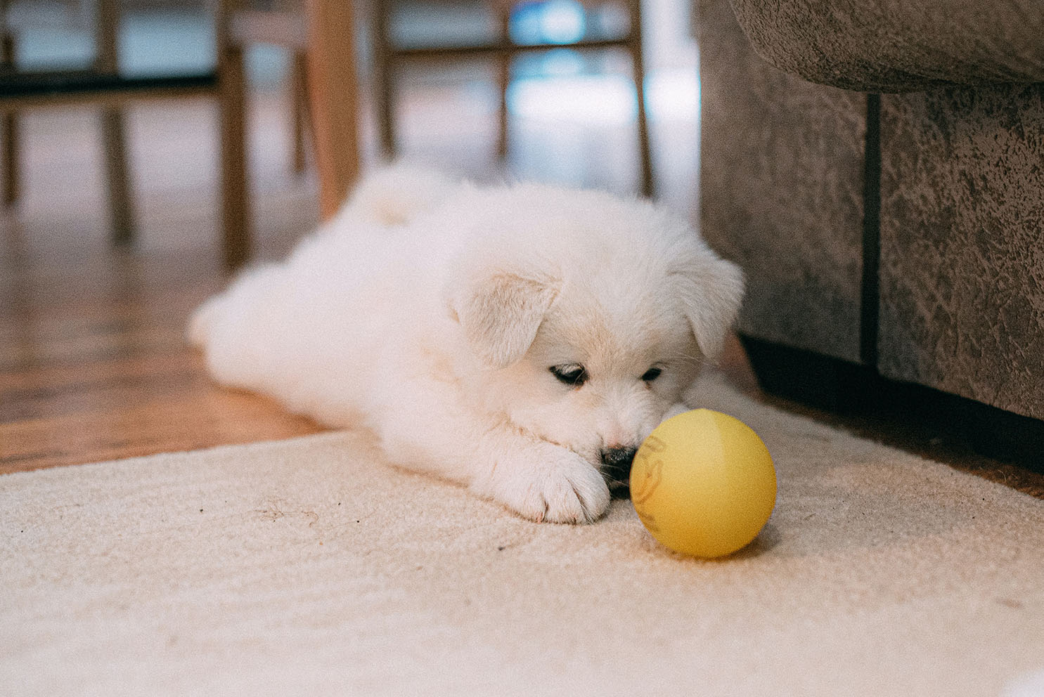 Dog-Proofing A Home: 6 Ways to Keep Your Pet Safe at Home