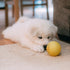 Dog-Proofing A Home: 6 Ways to Keep Your Pet Safe at Home