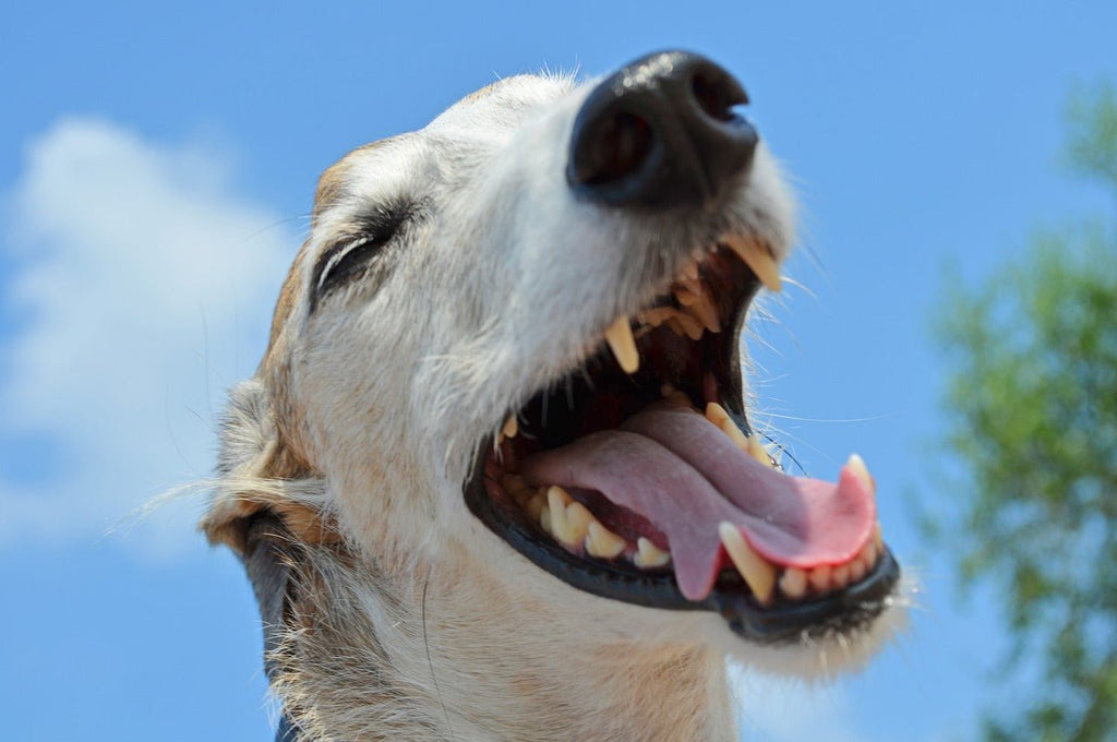 Dogs & Dental Hygiene: 8 Reasons You Should Invest in Your Dog’s Dental Health