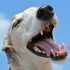 Dogs & Dental Hygiene: 8 Reasons You Should Invest in Your Dog’s Dental Health