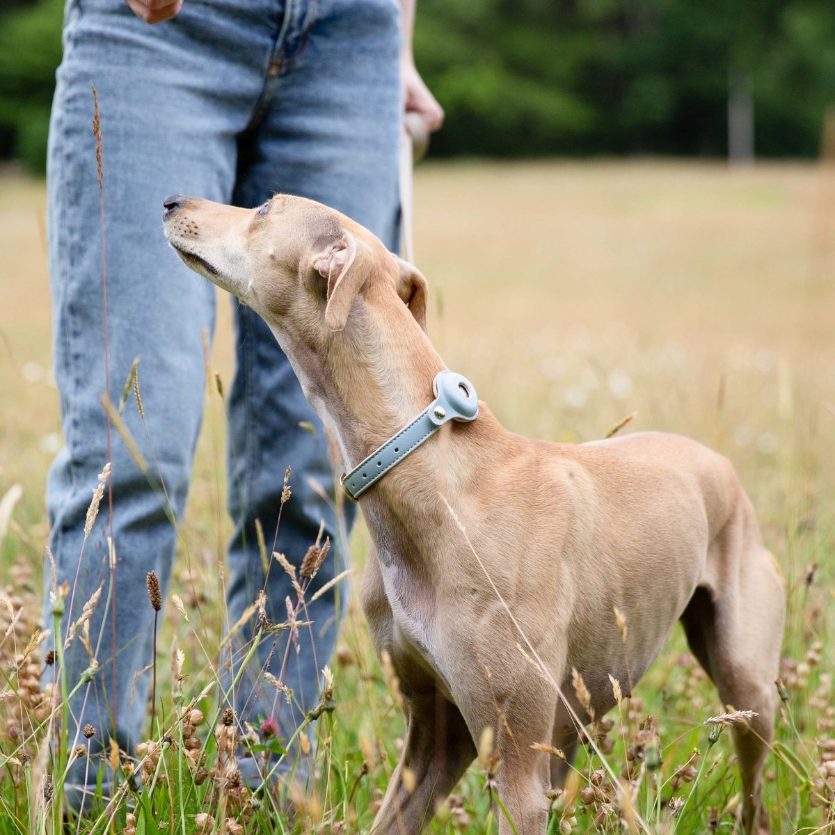 Elevate Your Pet Parenting: Airtag Compatible Dog Collars for Responsible Owners