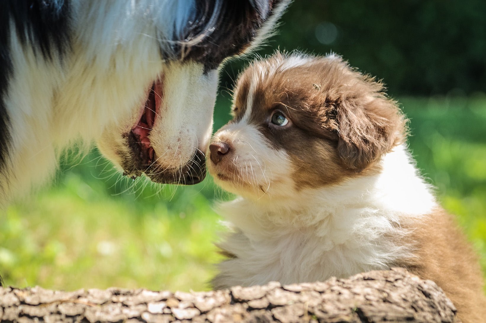 Fertility in Dogs: How Do You Know When Your Dog is Fertile?