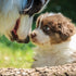 Fertility in Dogs: How Do You Know When Your Dog is Fertile?