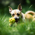 Fetch the Perfect Dog Toy: A Guide to Choosing the Right Toys for Your Pet