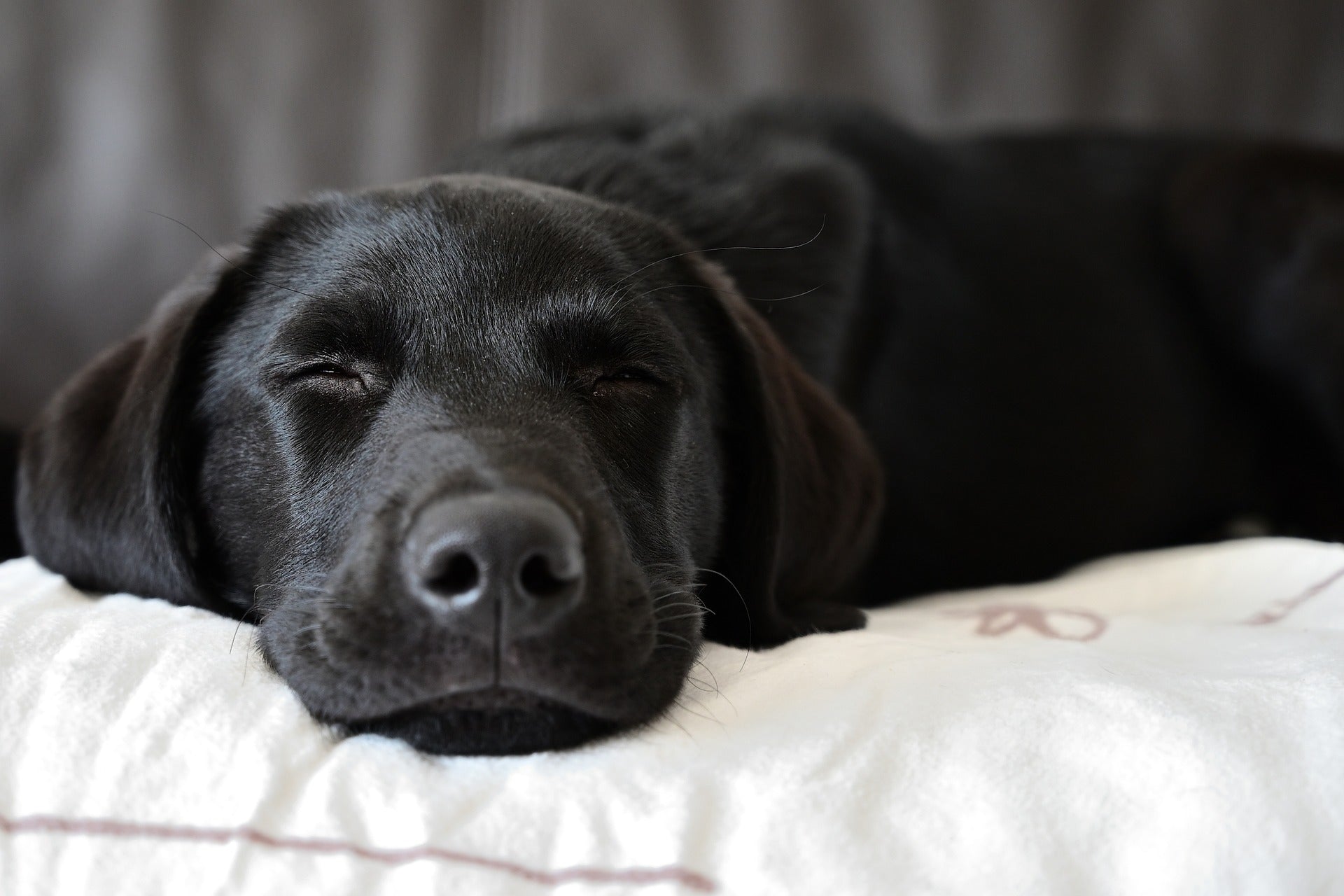 From Pups to Seniors: Understanding the Changing Sleep Needs of Your Dog