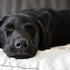 From Pups to Seniors: Understanding the Changing Sleep Needs of Your Dog