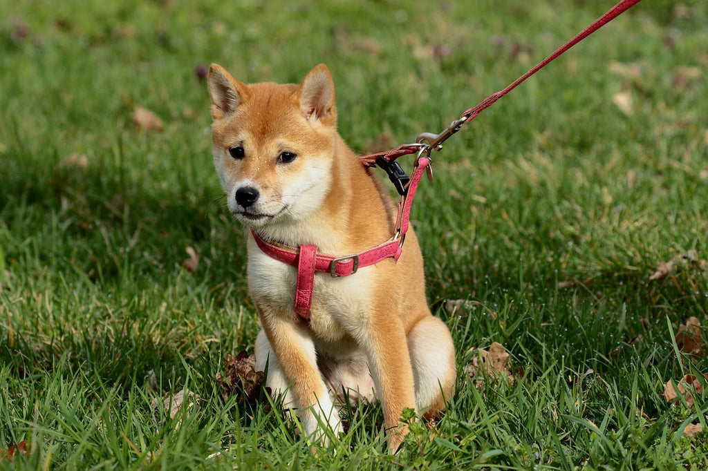 From Safety to Style: The Essential Guide to Choosing a Dog Collar or Harness