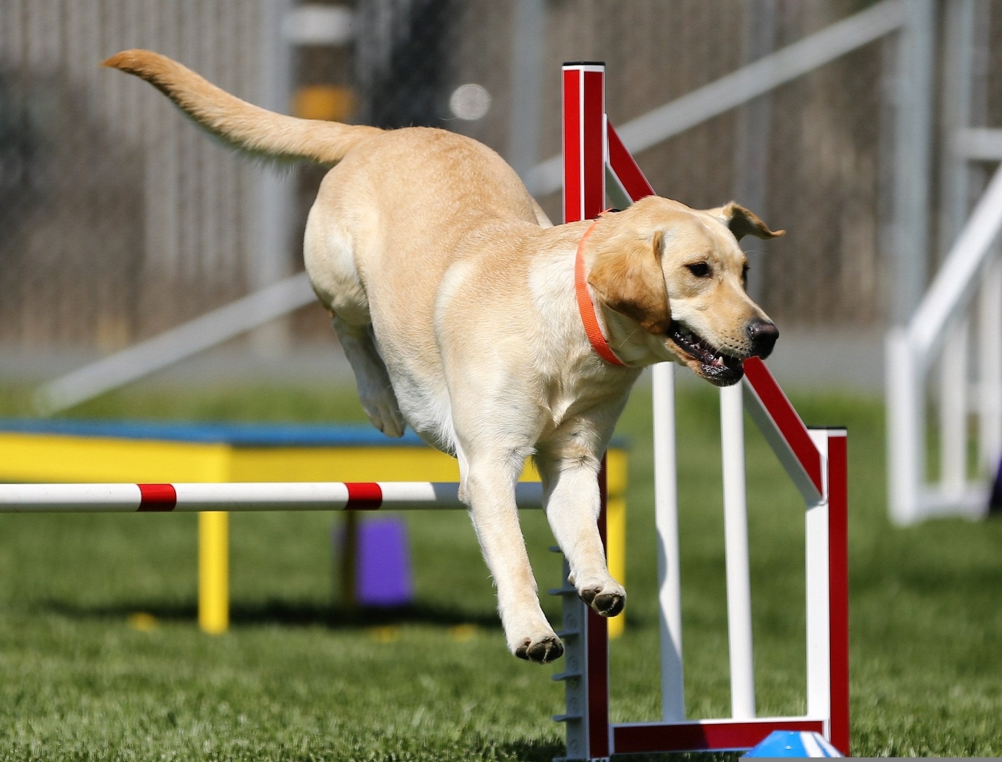 Get Your Dog Moving: How to Design a Fun and Unique Agility Course