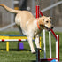 Get Your Dog Moving: How to Design a Fun and Unique Agility Course