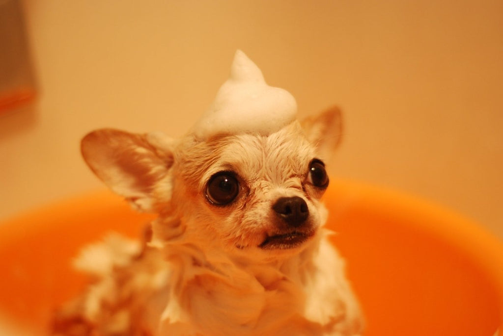 Give Your Pup the Royal Treatment: Expert Tips for Ideal Shampoo Selection