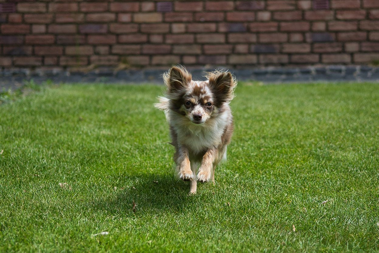 How to Create a Safe Environment for Your Dog in a Boarding Kennel