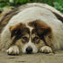 Is My Dog Overweight? How to Tell if Your Dog is Fat