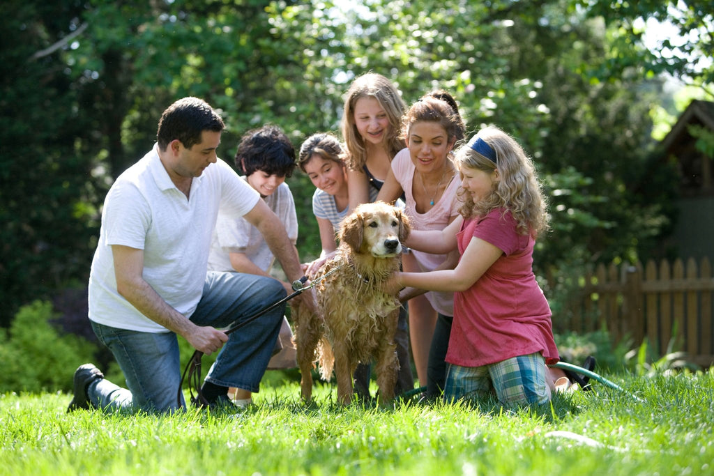 Lifestyle Guide to Picking Your Pooch: Finding the Best Family Dog for You