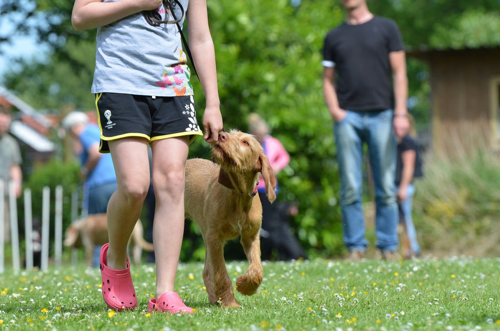 Master Basic Dog Commands Like a Pro: A Step-by-Step Guide to Unlocking Your Pup's Potential