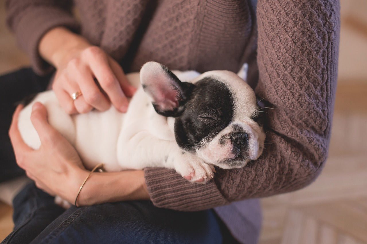 New Dog Parent? Essential Tips to Get You Started