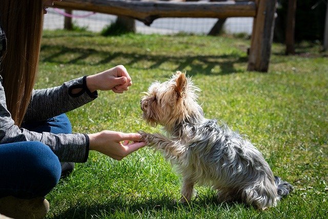 Positive Reinforcement Training for Dogs