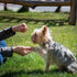 Positive Reinforcement Training for Dogs
