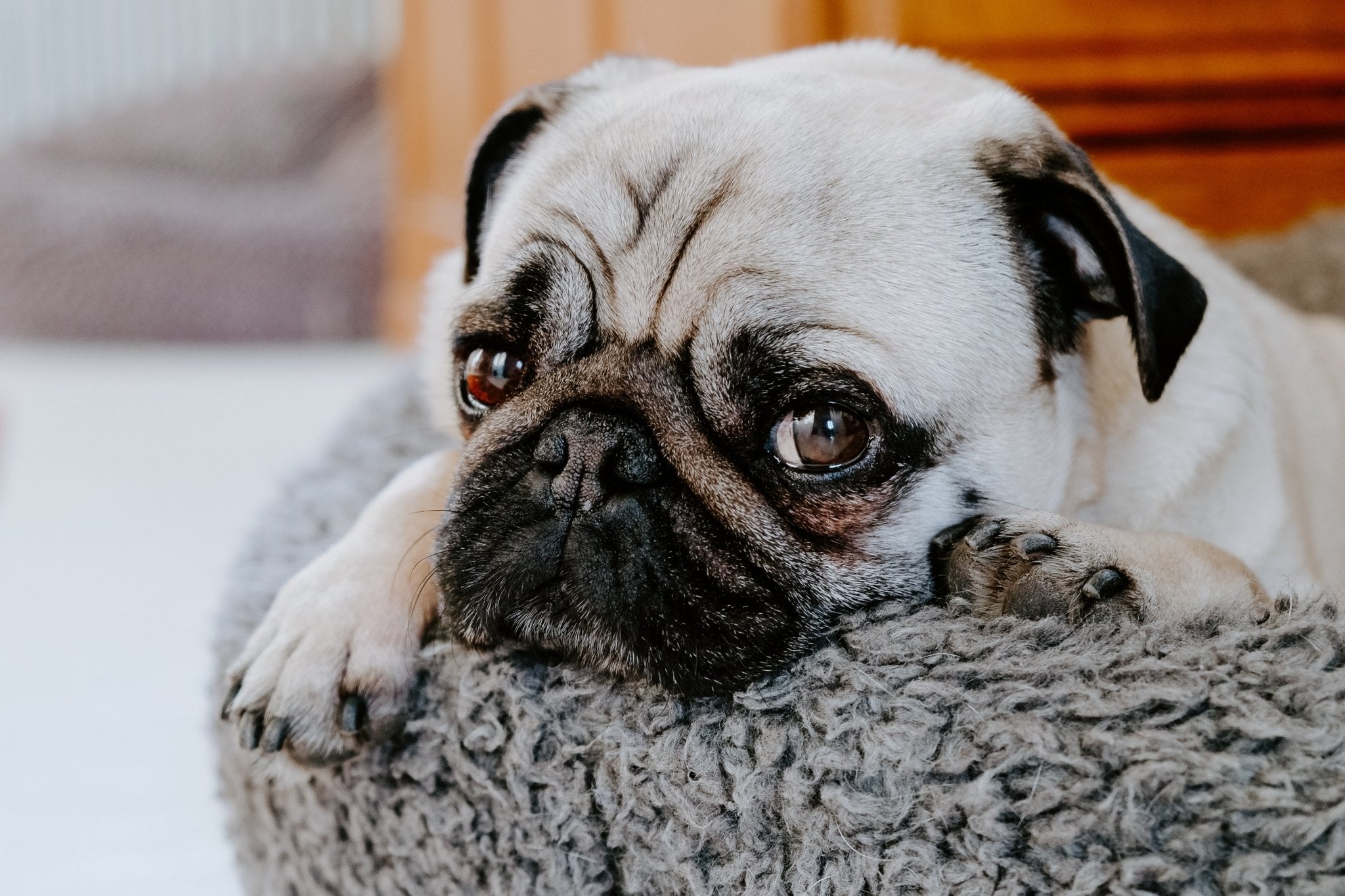 Sweet Dreams Guaranteed: The Ultimate Guide to Picking the Right Dog Bed