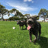 The 10 Unwritten Rules of Dog Park Interactions