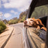 The Dog Travel Checklist: 10 Things to Pack When You Travel with Your Pet