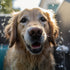 The Science Behind the Optimal Dog Bath Frequency