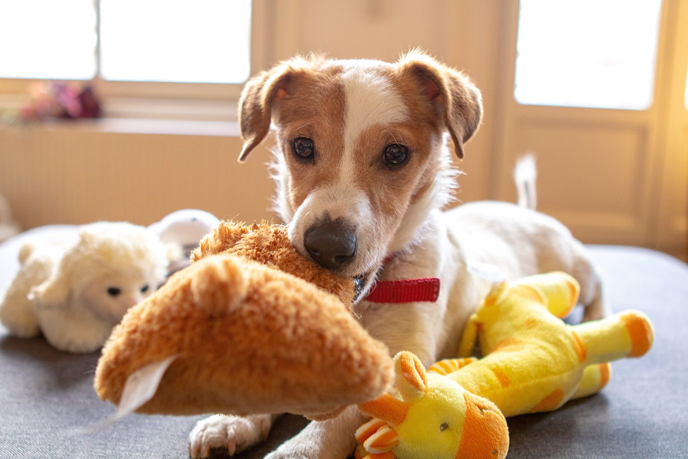 The Secret Behind Squeaky Toys: Why Your Dog is Obsessed