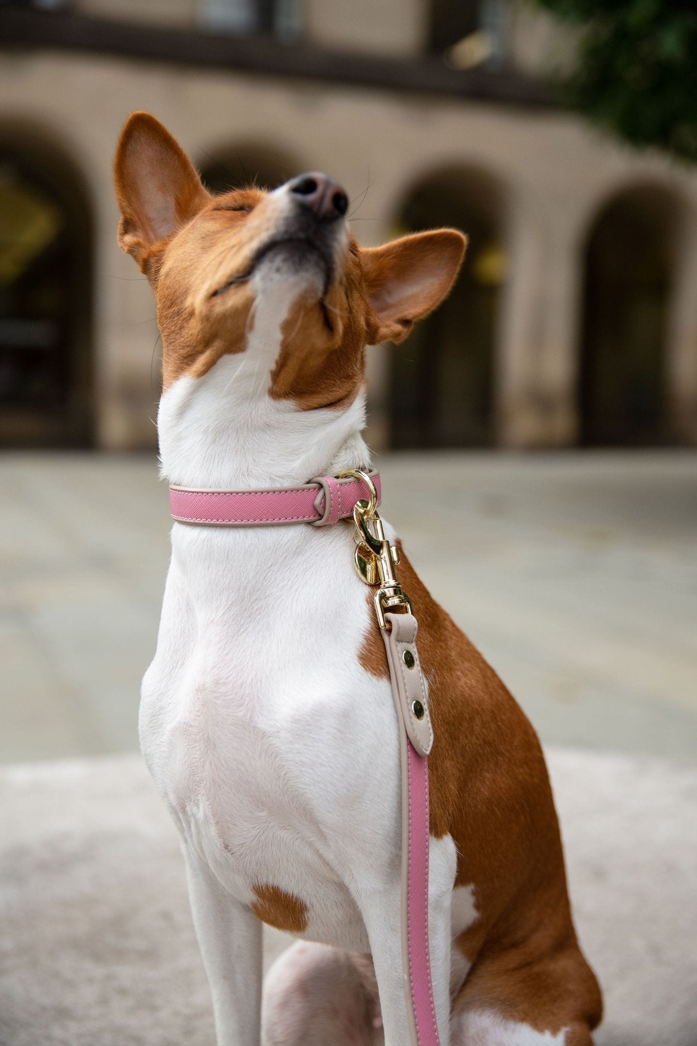 The Ultimate Guide to Choosing the Perfect Cruelty-Free Dog Collar
